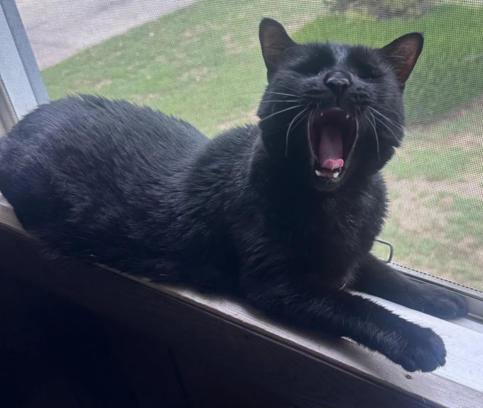 Black cat mid-yawn on the windowsill
