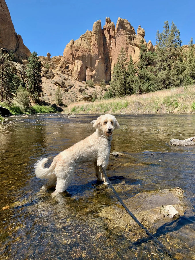 Doodle standing in the river on a sunny day