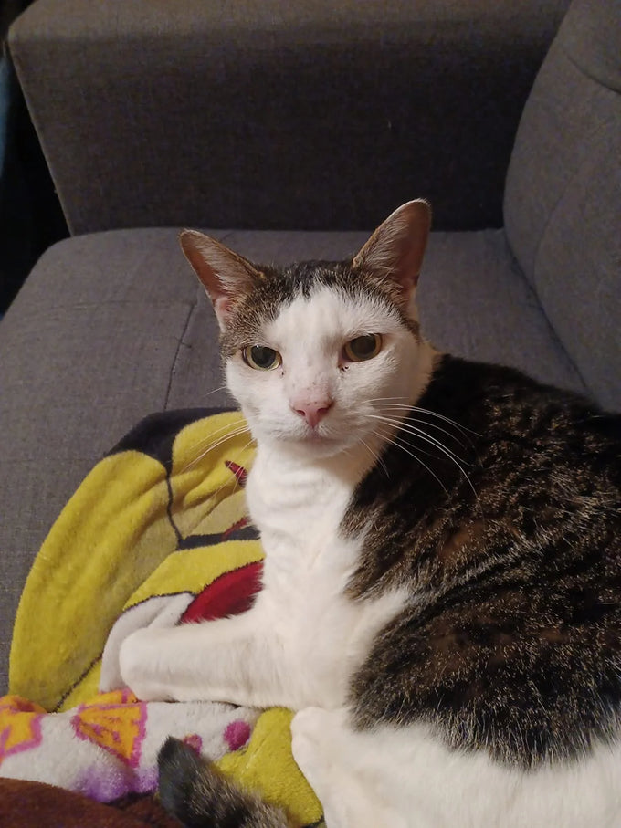 Tabby cat with clean ears on the couch