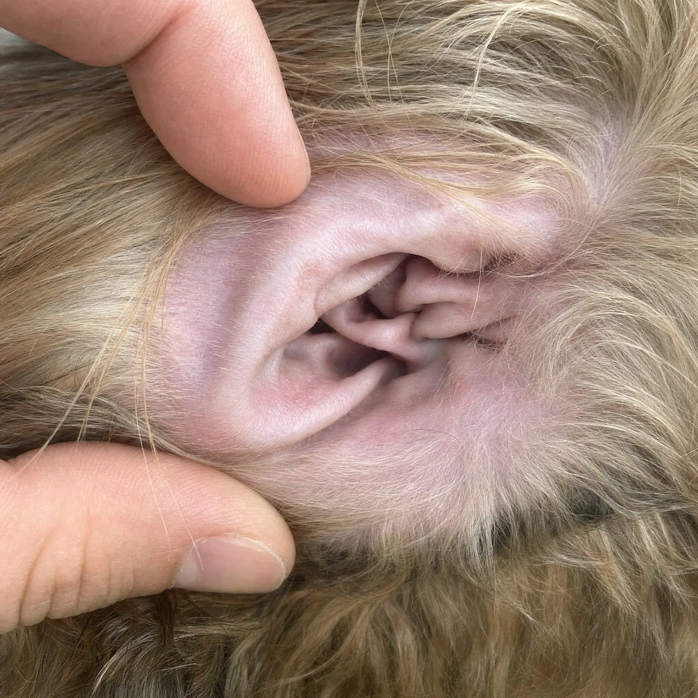 AFTER — dog ear, clean and pink