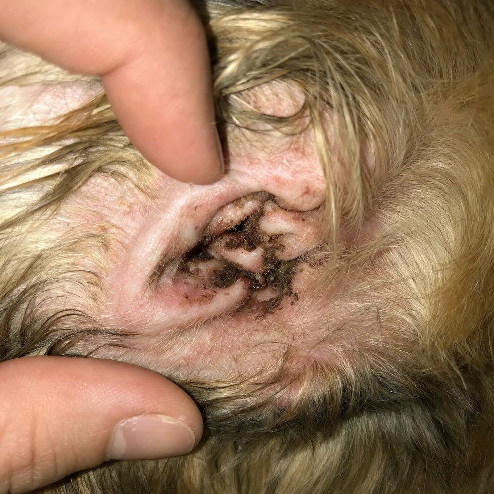 BEFORE — dog ear, waxy buildup at the opening
