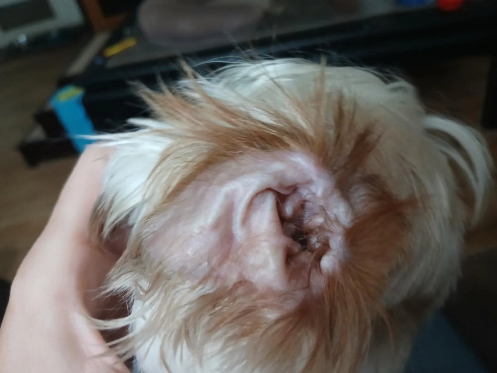 After — ear clean and pink