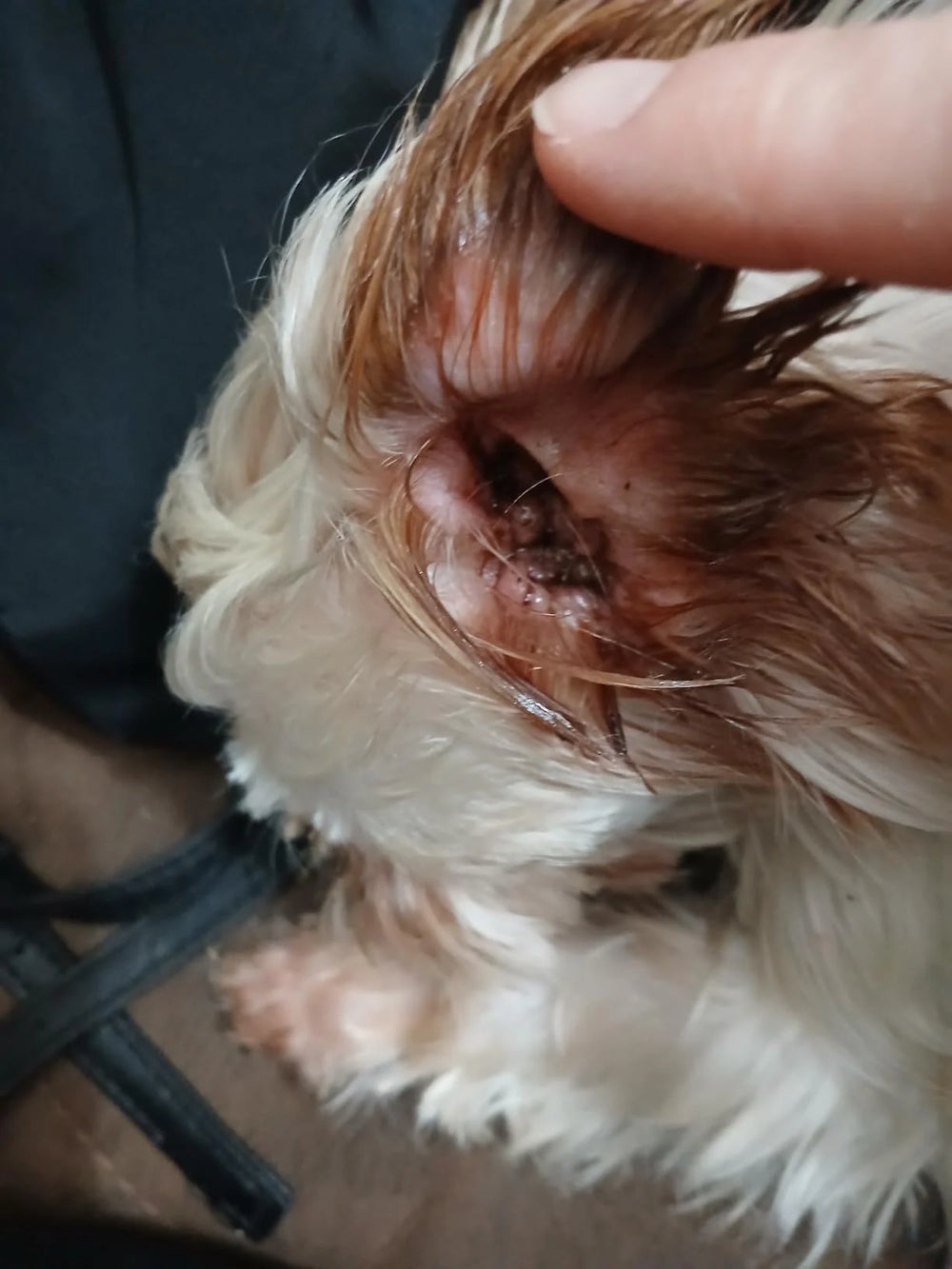 Before — waxy buildup in the ear